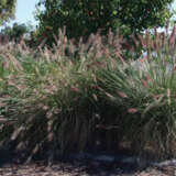 Pennisetum Purple Lea (Pbr) Pennisetum Purple Lea (Pbr)