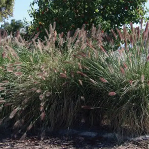 Pennisetum Purple Lea (Pbr) Pennisetum Purple Lea (Pbr)