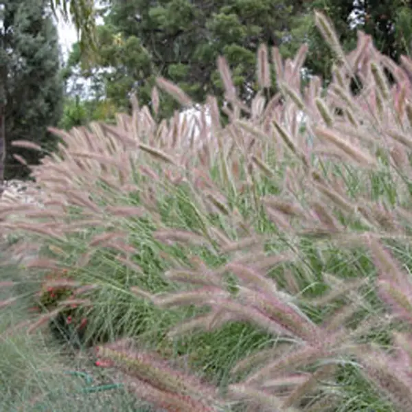 Pennisetum Purple Lea (Pbr) Pennisetum Purple Lea (Pbr)