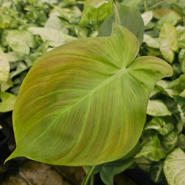 Philodendron Camposportoanum Philodendron Camposportoanum