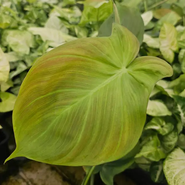 Philodendron Camposportoanum Philodendron Camposportoanum