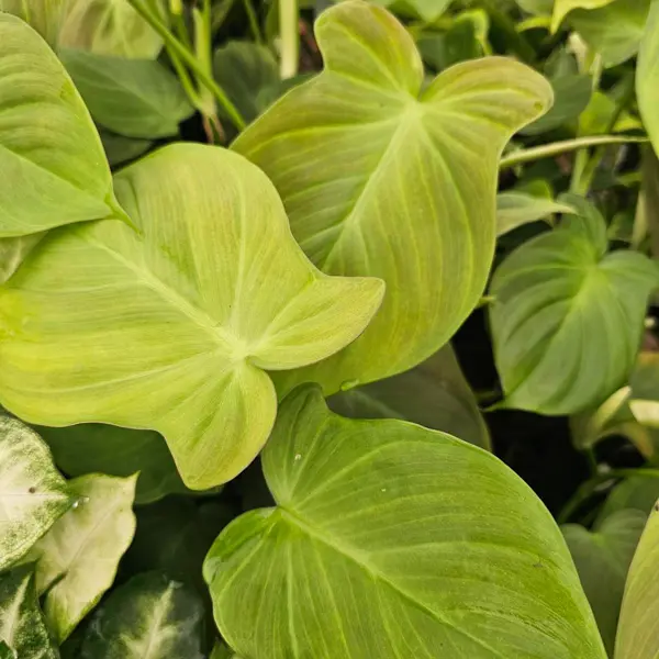 Philodendron Camposportoanum Philodendron Camposportoanum