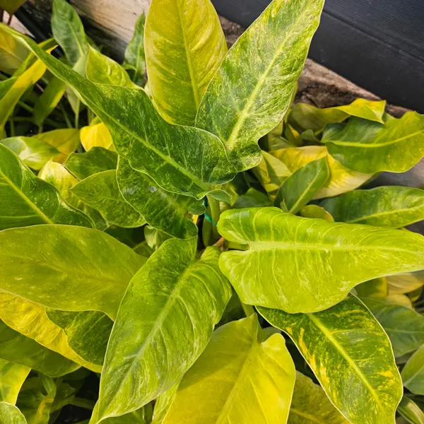 Philodendron Giganteum- Variegated Philodendron Giganteum- Variegated