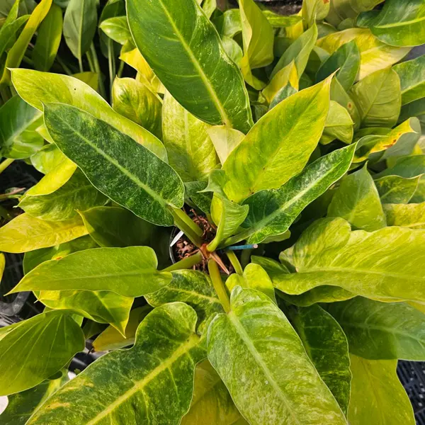 Philodendron Giganteum- Variegated Philodendron Giganteum- Variegated