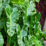 Philodendron Imbe Philodendron Imbe