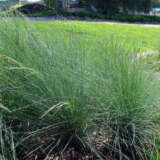 Poa Kingsdale (Pbr) Poa Kingsdale (Pbr)