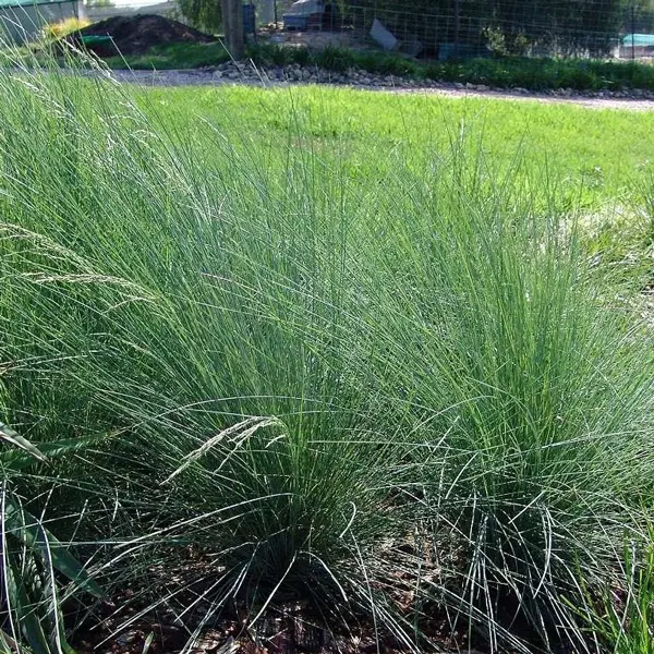 Poa Kingsdale (Pbr) Poa Kingsdale (Pbr)
