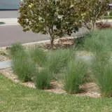 Poa Kingsdale (Pbr) Poa Kingsdale (Pbr)