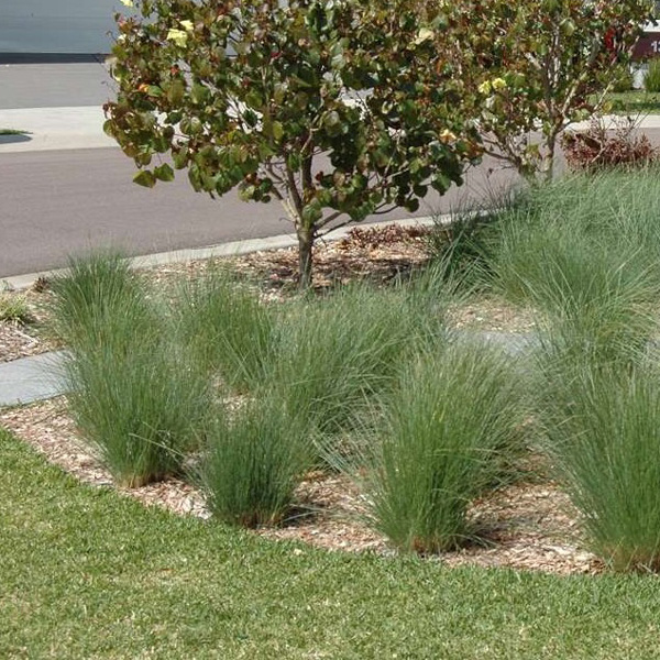 Poa Kingsdale (Pbr) Poa Kingsdale (Pbr)