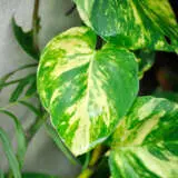 Pothos Variegated Devils Ivy 100mm Pothos Variegated Devils Ivy 100mm