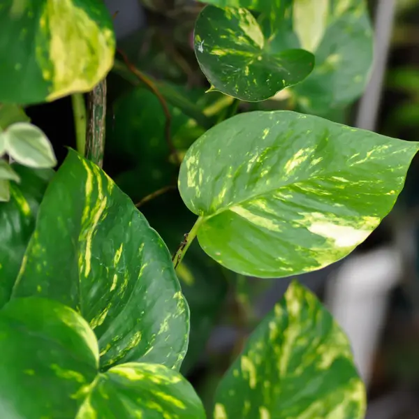Pothos Variegated Devils Ivy 125mm Pothos Variegated Devils Ivy 125mm