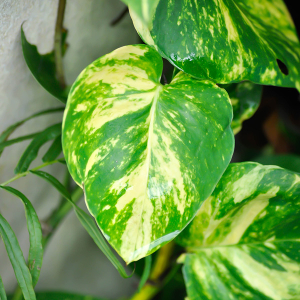 Pothos Variegated Devils Ivy 100mm