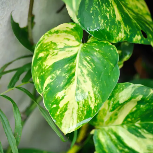 Pothos Variegated Devils Ivy 100mm Pothos Variegated Devils Ivy 100mm