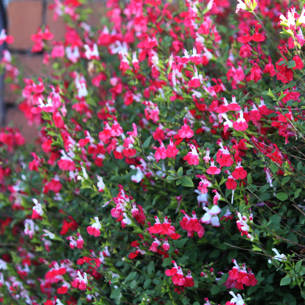 Salvia Hot Lips 68mm Salvia Hot Lips 68mm