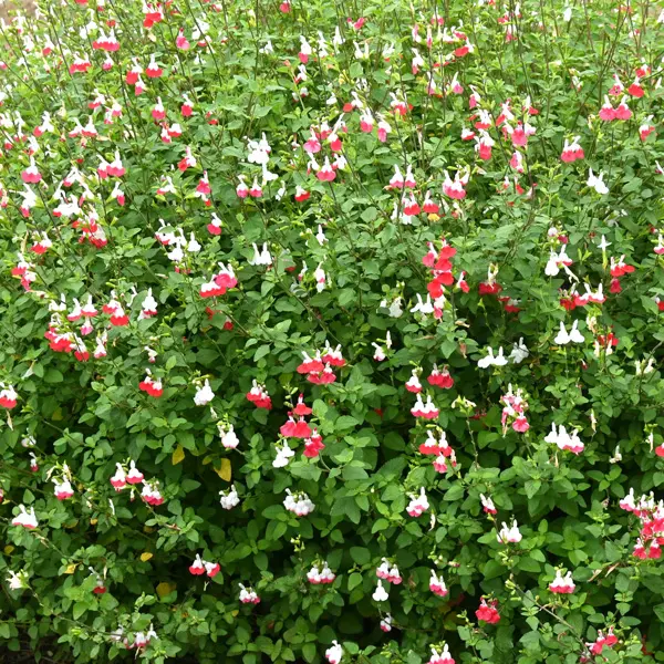 Salvia Hot Lips 68mm Salvia Hot Lips 68mm