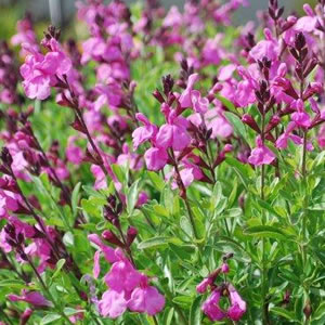 Salvia Sierra Pink Salvia Sierra Pink