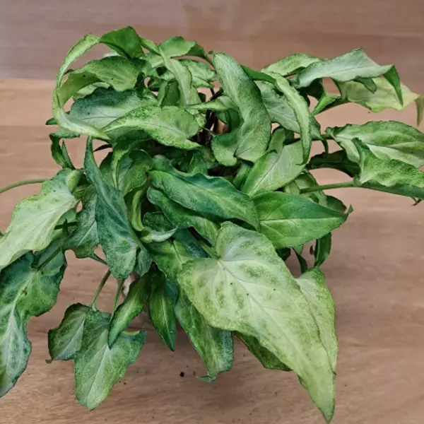 Syngonium Elf 68mm Syngonium Elf 68mm
