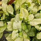 Syngonium White Excellent Syngonium White Excellent