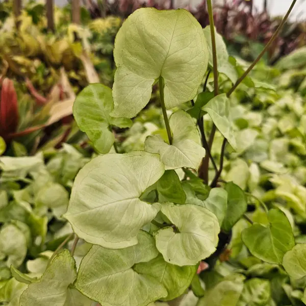 Syngonium White Excellent Syngonium White Excellent