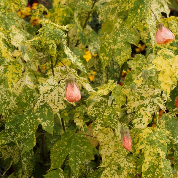 Abutilon Marble Bell Abutilon Marble Bell