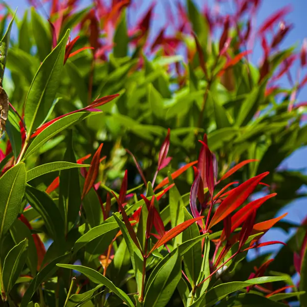 Acmena Cherry Black (Pbr) Acmena Cherry Black (Pbr)