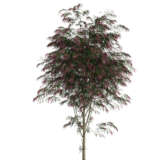 Agonis Burgundy Willow Myrtle Agonis Burgundy Willow Myrtle