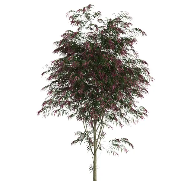 Agonis Burgundy Willow Myrtle Agonis Burgundy Willow Myrtle