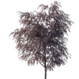 Agonis Burgundy Willow Myrtle Agonis Burgundy Willow Myrtle
