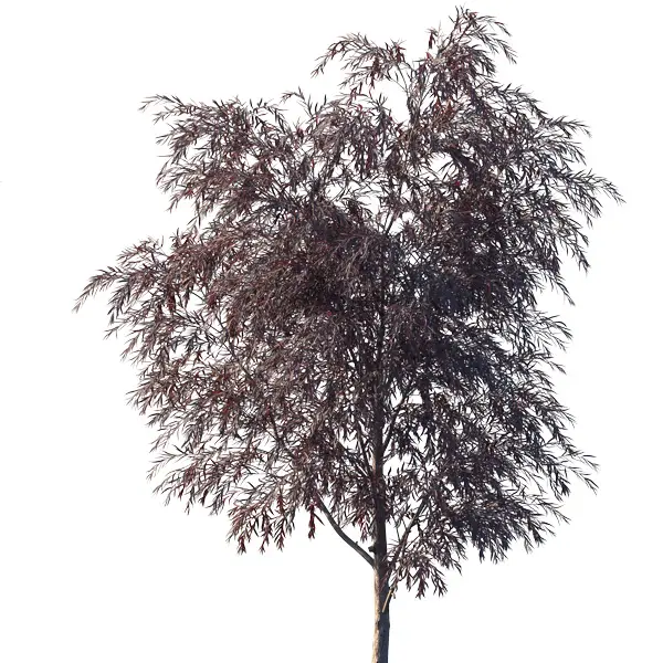 Agonis Burgundy Willow Myrtle Agonis Burgundy Willow Myrtle
