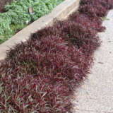 Alternanthera Red Threads Alternanthera Red Threads
