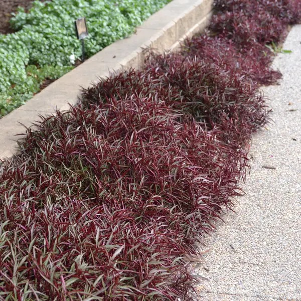 Alternanthera Red Threads Alternanthera Red Threads