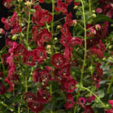 Angelonia Archangel Ruby Sangria Angelonia Archangel Ruby Sangria