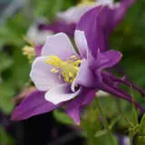 Aquilegia Earlybird Purple & White Aquilegia Earlybird Purple & White