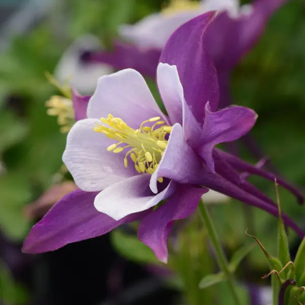 Aquilegia Earlybird Purple & White Aquilegia Earlybird Purple & White