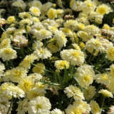 Argyranthemum Aramis Double Primrose Argyranthemum Aramis Double Primrose
