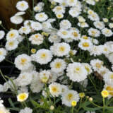 Argyranthemum Aramis Double White Argyranthemum Aramis Double White