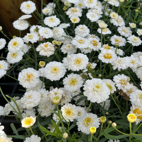 Argyranthemum Aramis Double White Argyranthemum Aramis Double White