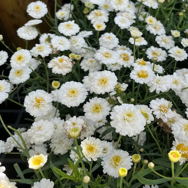Argyranthemum Aramis Double White Argyranthemum Aramis Double White