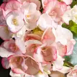 Begonia Elatior Ilona Camilla Begonia Elatior Ilona Camilla