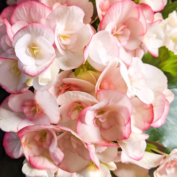 Begonia Elatior Ilona Camilla Begonia Elatior Ilona Camilla