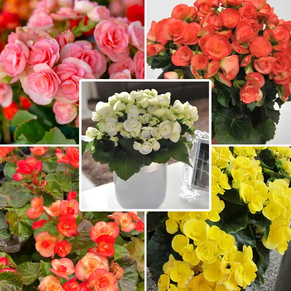Begonia Elatior Ilona Collection Begonia Elatior Ilona Collection