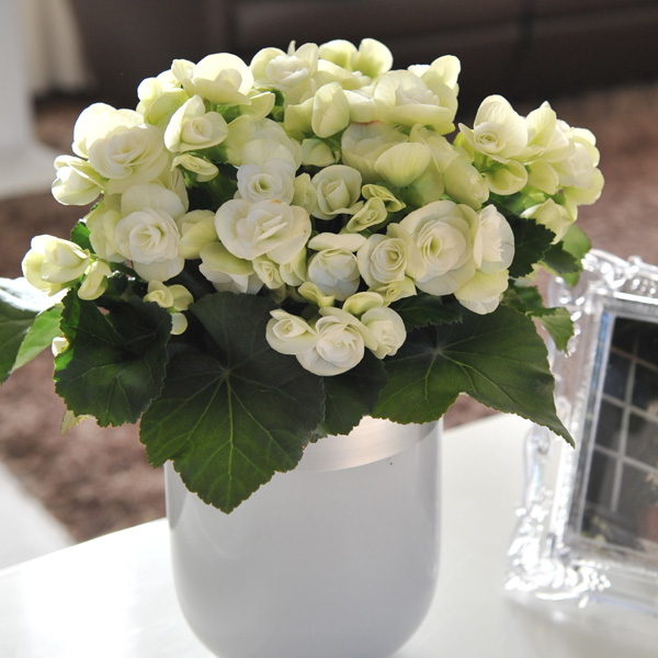 Begonia Elatior Ilona Elektra White Begonia Elatior Ilona Elektra White