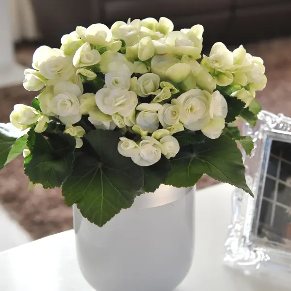 Begonia Elatior Ilona Elektra White Begonia Elatior Ilona Elektra White