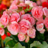Begonia Elatior Ilona Romance Begonia Elatior Ilona Romance