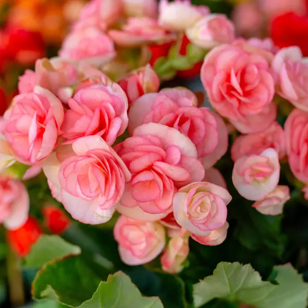 Begonia Elatior Ilona Romance Begonia Elatior Ilona Romance