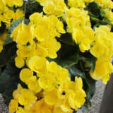 Begonia Elatior Ilona Blitz Begonia Elatior Ilona Blitz