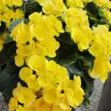 Begonia Elatior Ilona Blitz Begonia Elatior Ilona Blitz