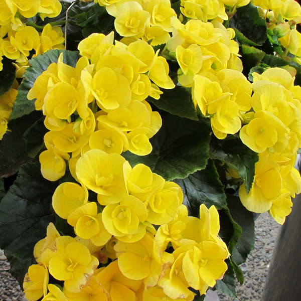 Begonia Elatior Ilona Blitz Begonia Elatior Ilona Blitz