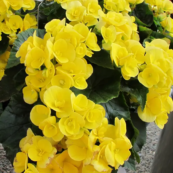 Begonia Elatior Ilona Blitz Begonia Elatior Ilona Blitz