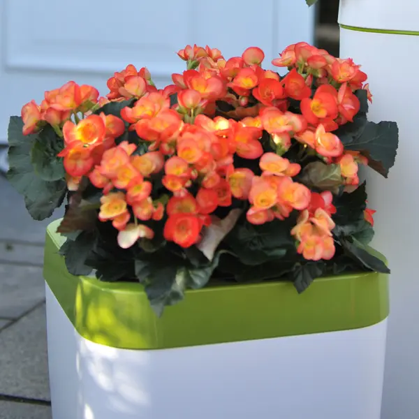 Begonia Elatior Ilona Carneval Begonia Elatior Ilona Carneval